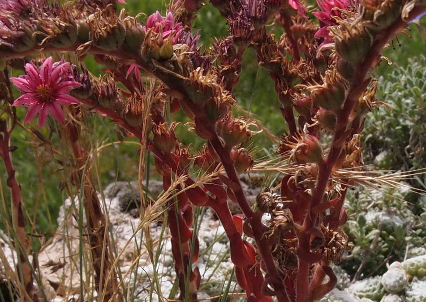 Houseleek, Cobweb fruit